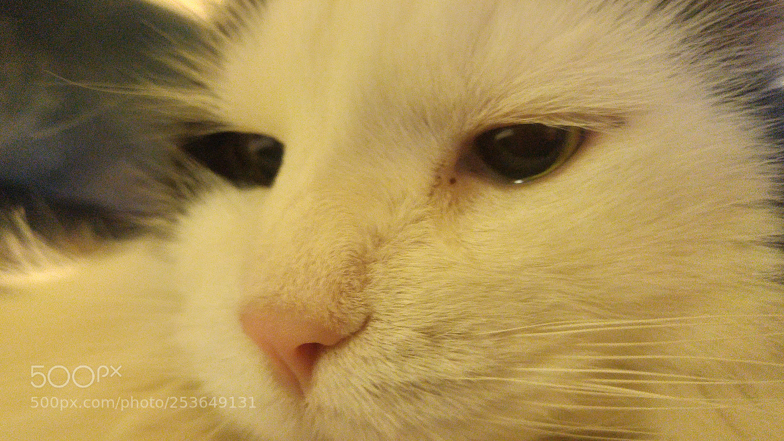 LG G4 sample photo. Untitled photography