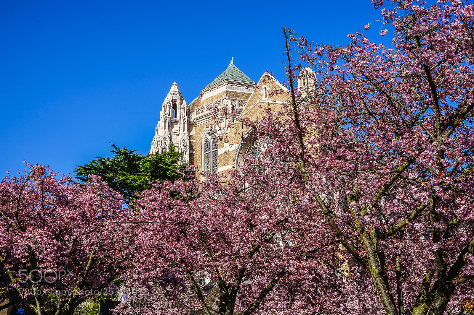 Sony a7 II sample photo. Flowers at uw photography