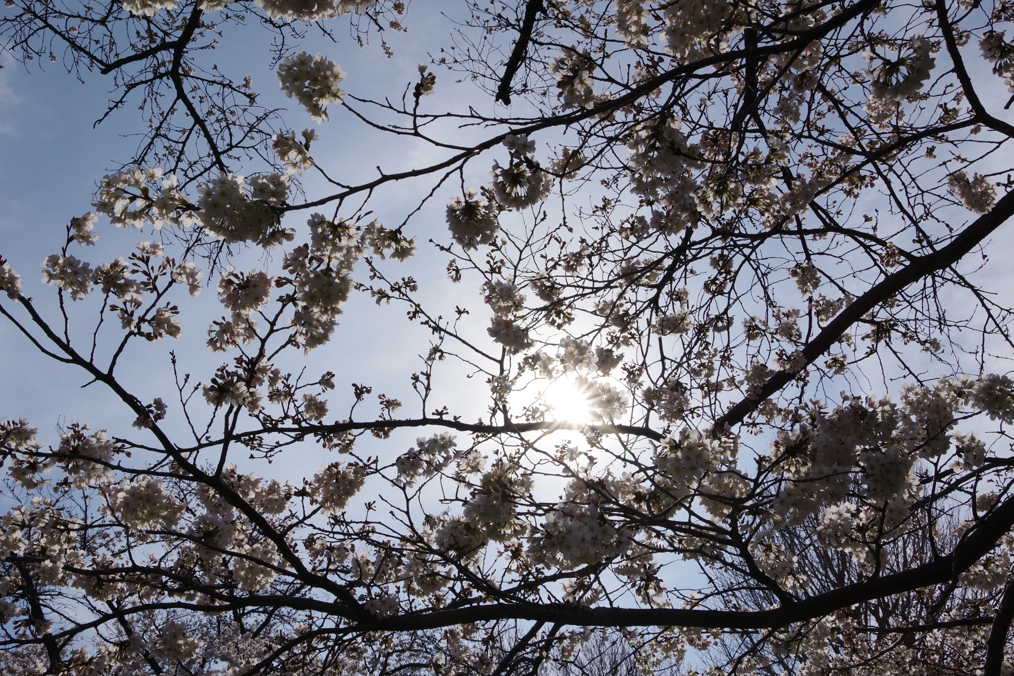 Pentax K-70 sample photo. Sakura photography