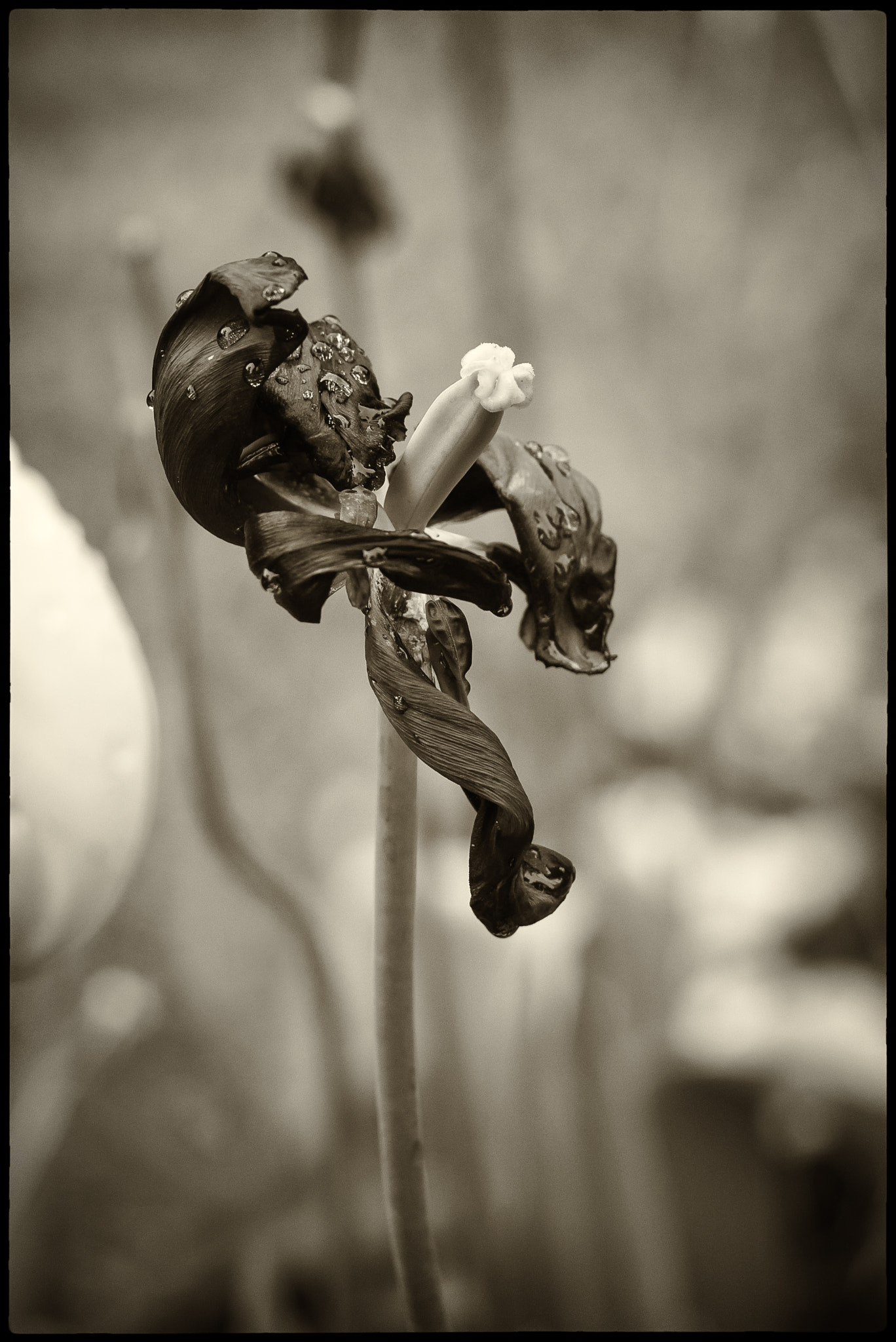 Leica M (Typ 262) sample photo. Purpose photography