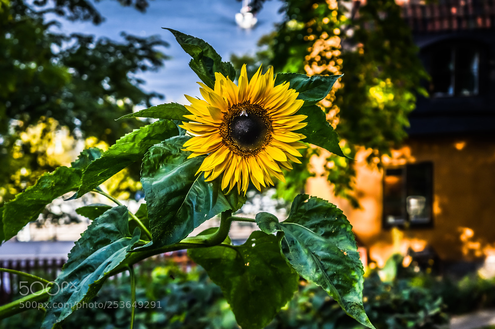 Nikon D3400 sample photo. Sunflower photography