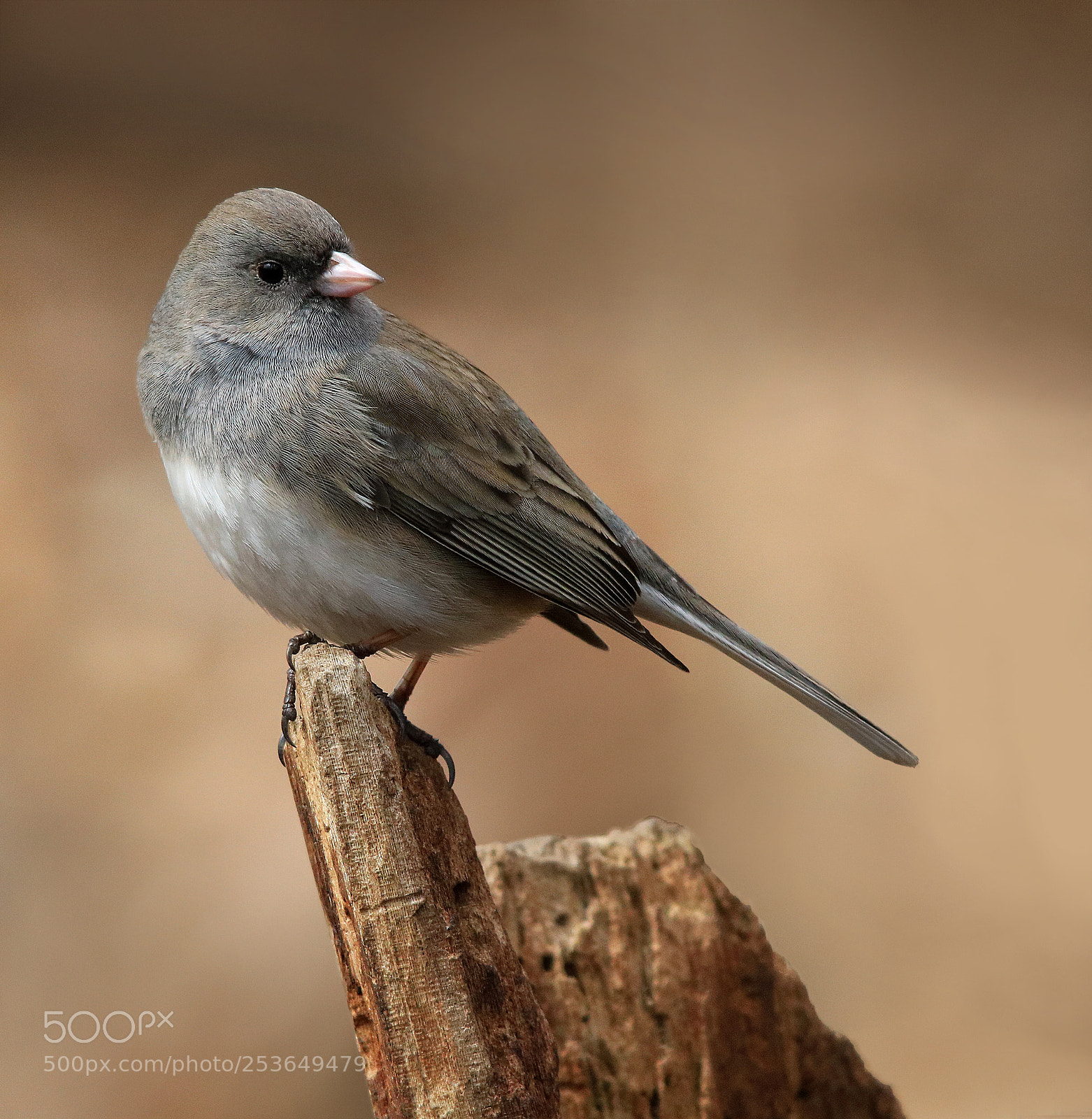 Canon EOS 750D (EOS Rebel T6i / EOS Kiss X8i) sample photo. Dark eyed junco photography