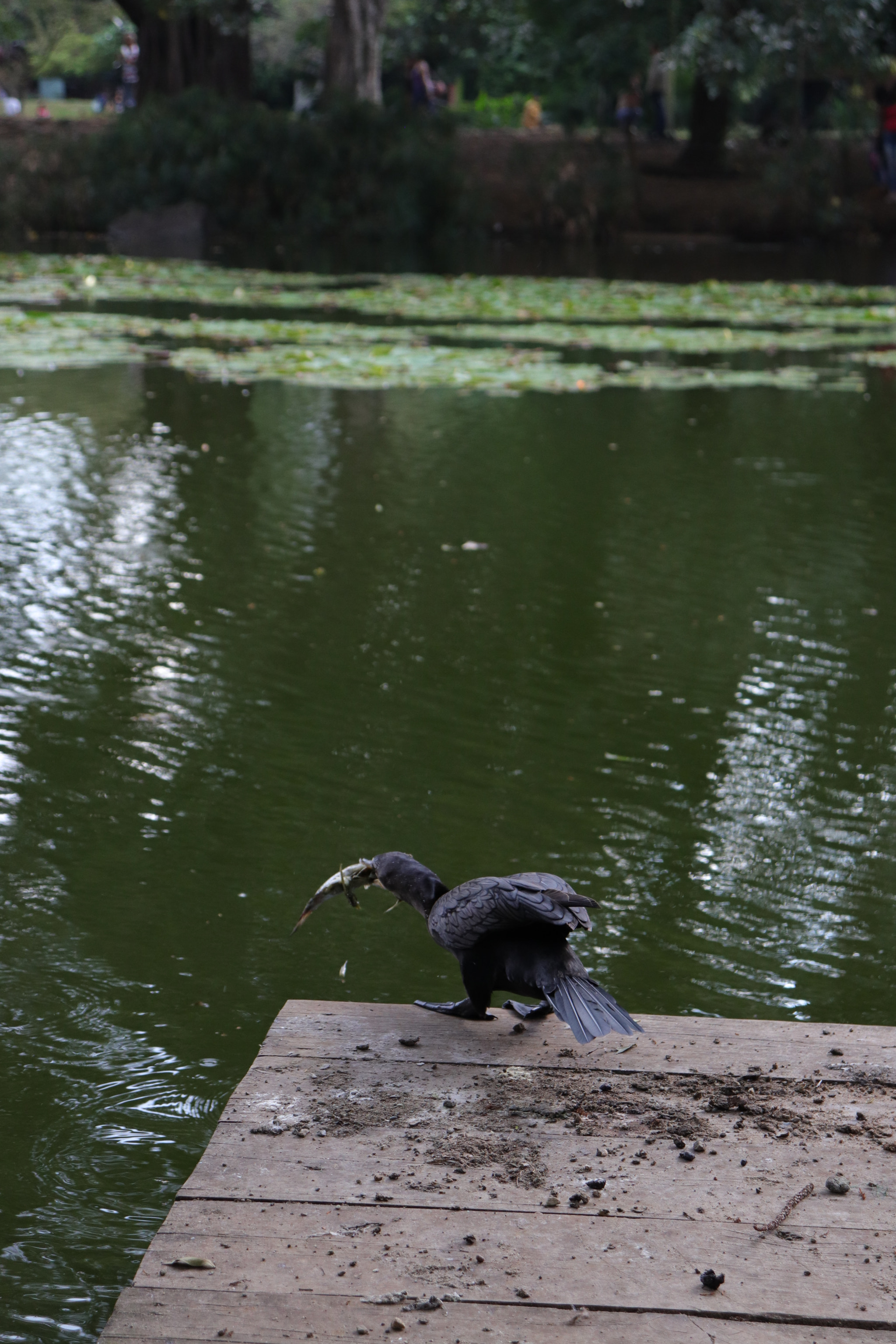 Canon EOS 800D (EOS Rebel T7i / EOS Kiss X9i) sample photo. Pescando photography