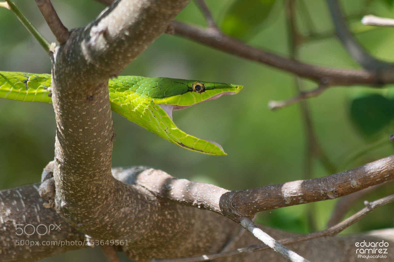 Nikon D7100 sample photo. Snake green photography