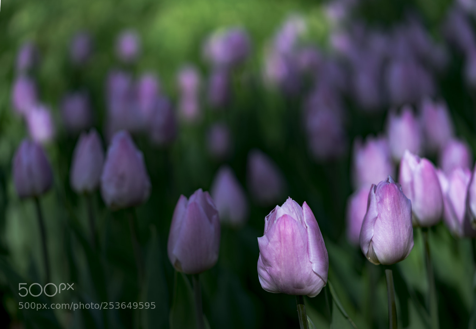 Sony a7R II sample photo. Tulip2 photography