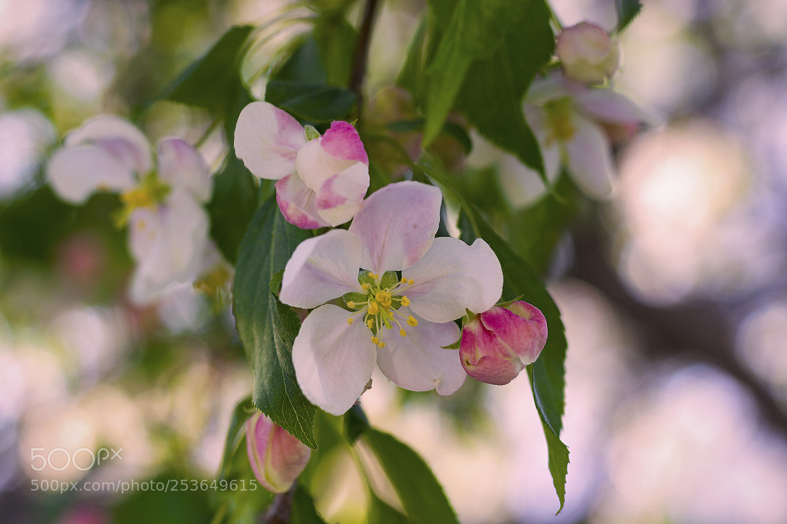 Canon EOS 1200D (EOS Rebel T5 / EOS Kiss X70 / EOS Hi) sample photo. Spring blossoms photography
