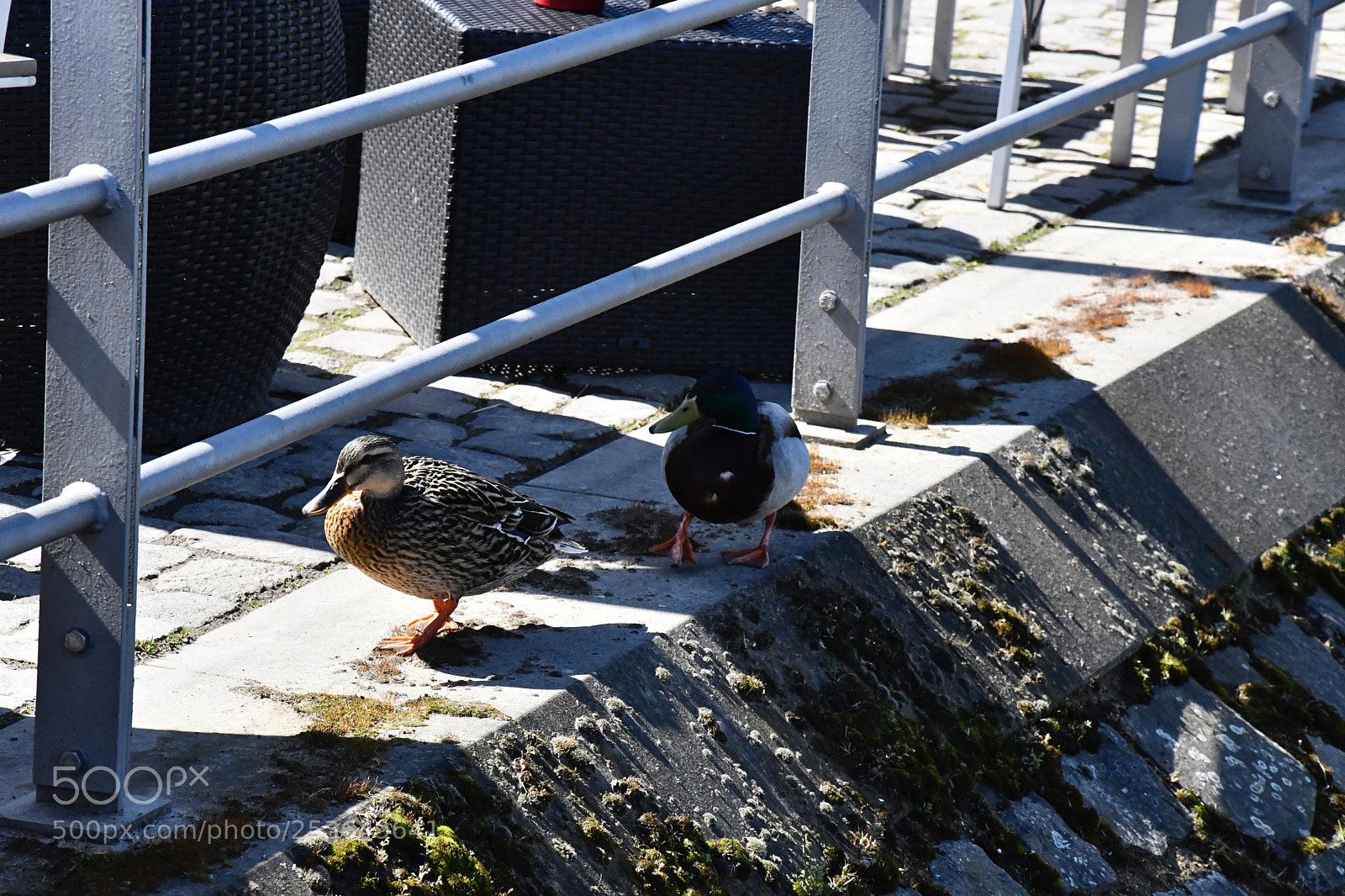 Nikon D7500 sample photo. Waiting for action photography