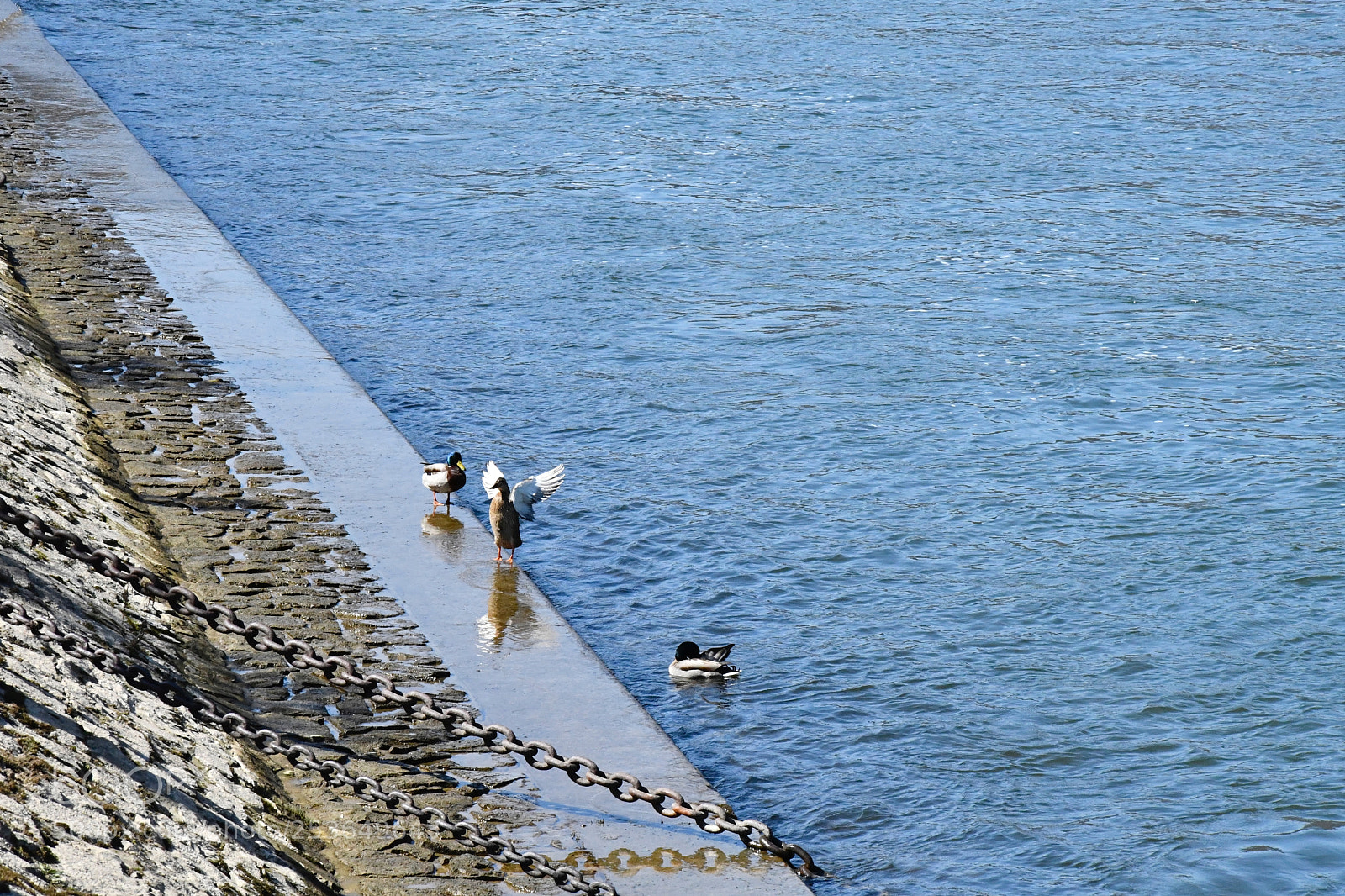 Nikon D7500 sample photo. Flyin or jumpin photography
