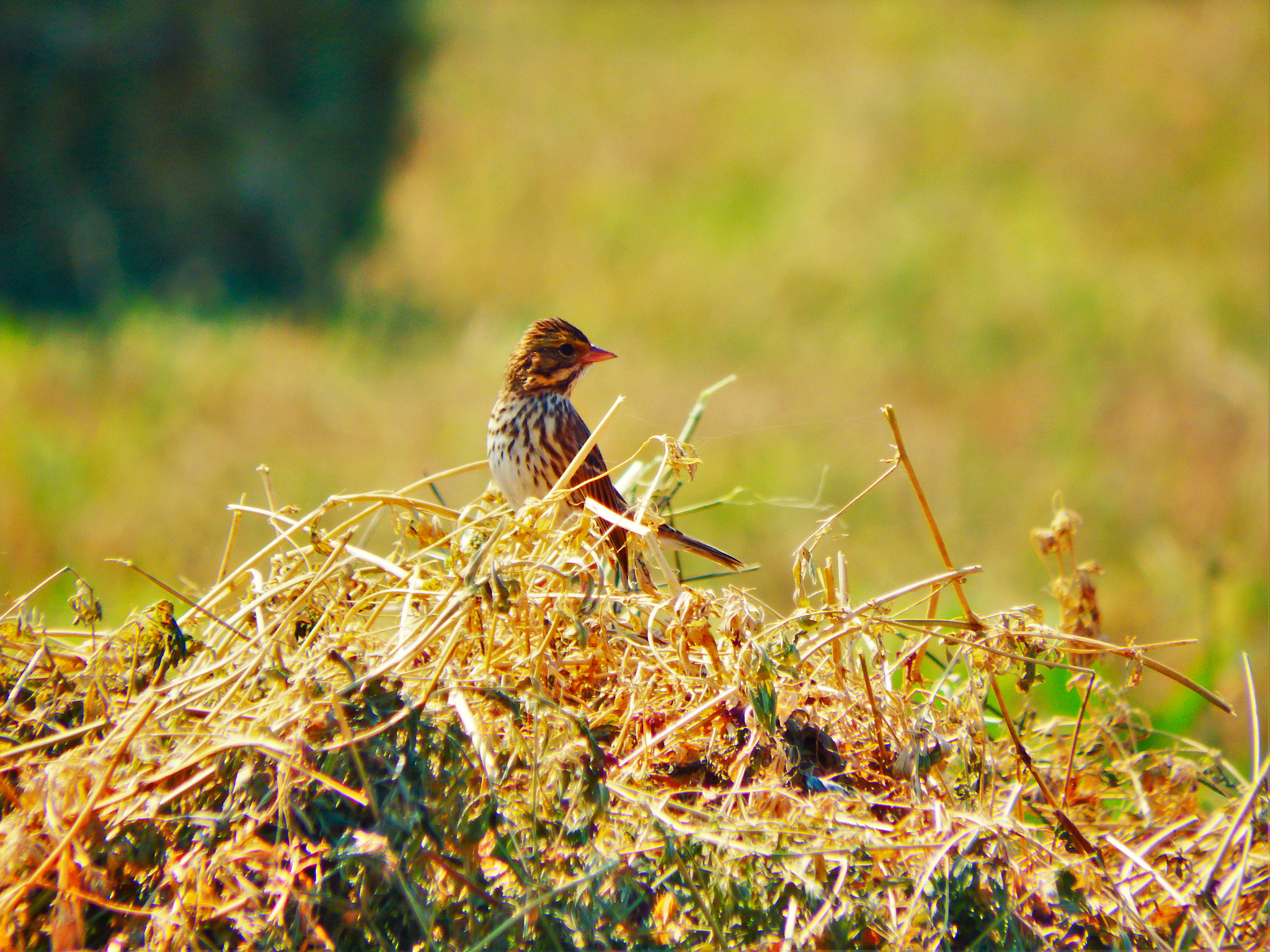 Fujifilm FinePix SL1000 sample photo. Finch photography