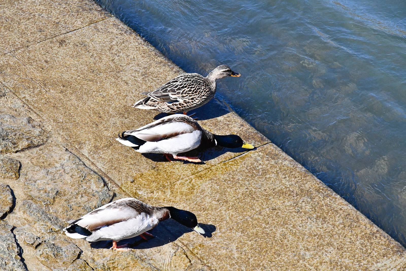 Nikon D7500 sample photo. Ready steady go photography