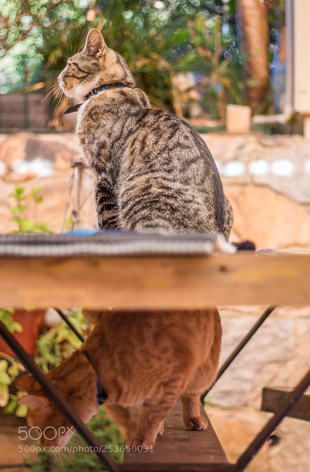 Canon EOS 70D sample photo. Above and below photography