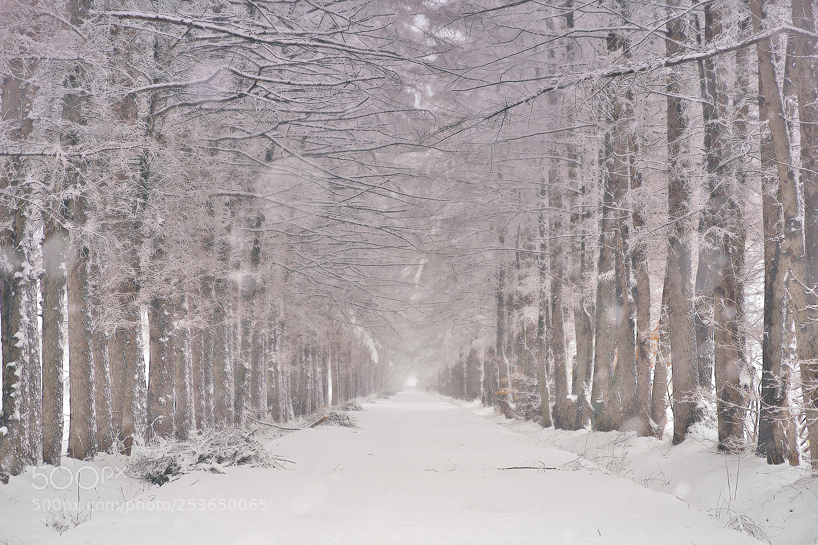 Sony a7R III sample photo. Triumph of general winter photography