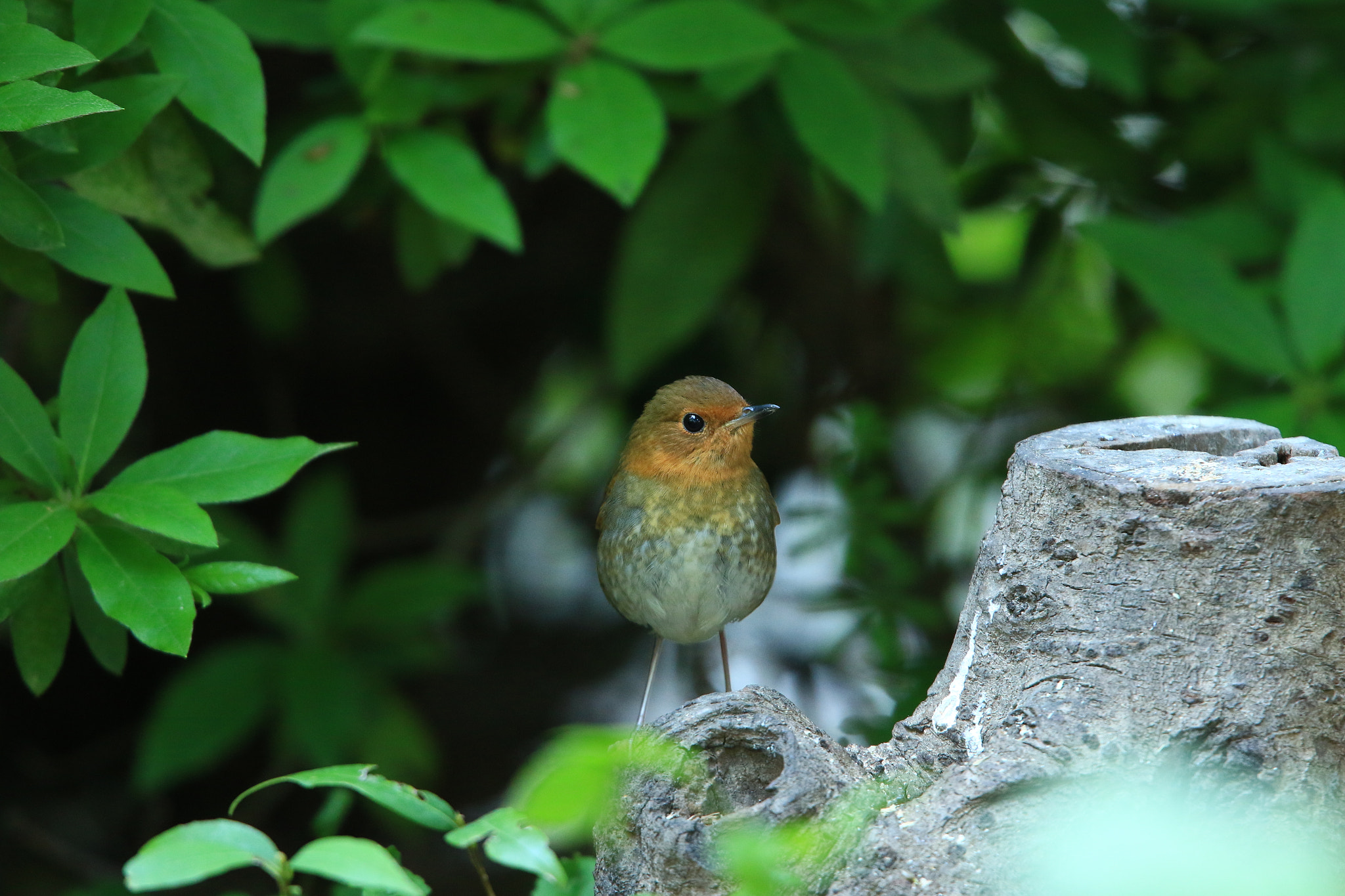 Canon EOS 7D Mark II sample photo. コマドリ ♀  japanese robin photography