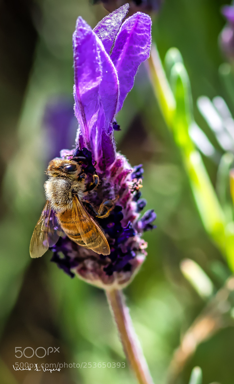 Nikon D5500 sample photo. One of our happy photography