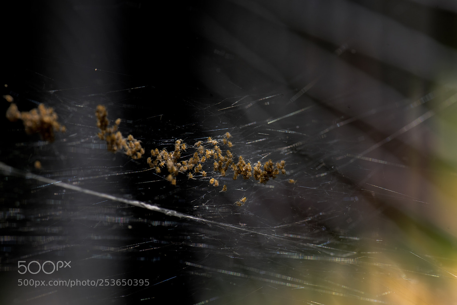 Nikon D750 sample photo. Litter of spiders photography