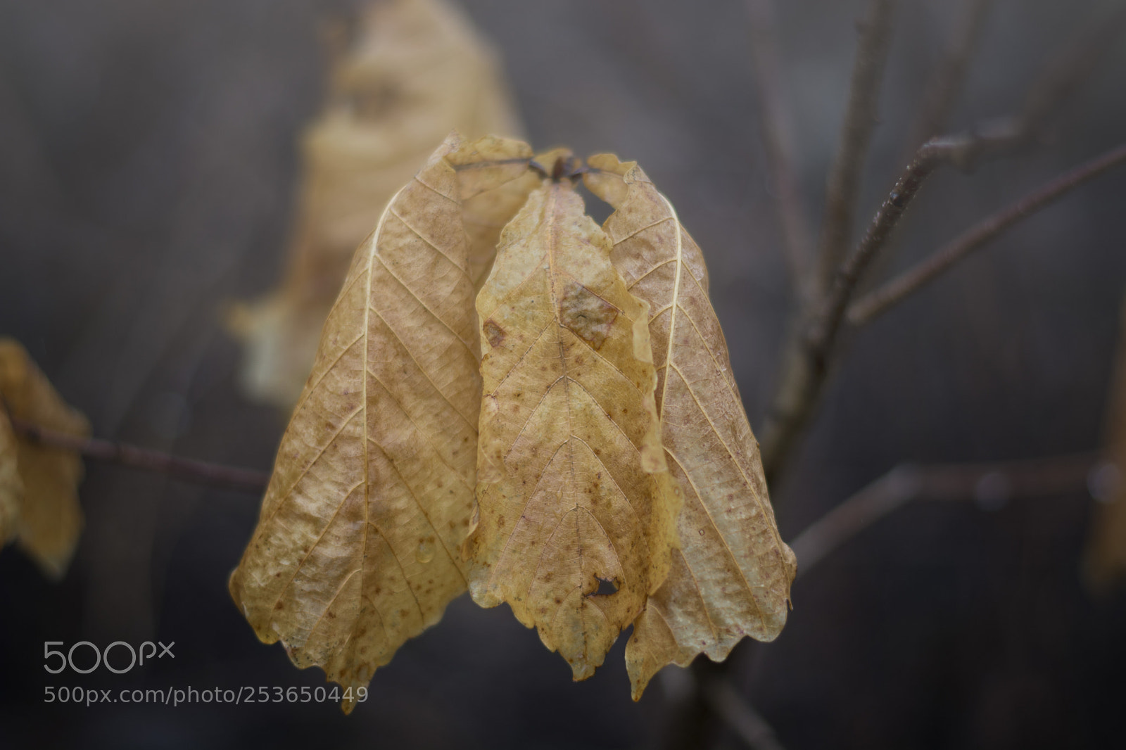 Nikon D7100 sample photo. Morning after rain photography
