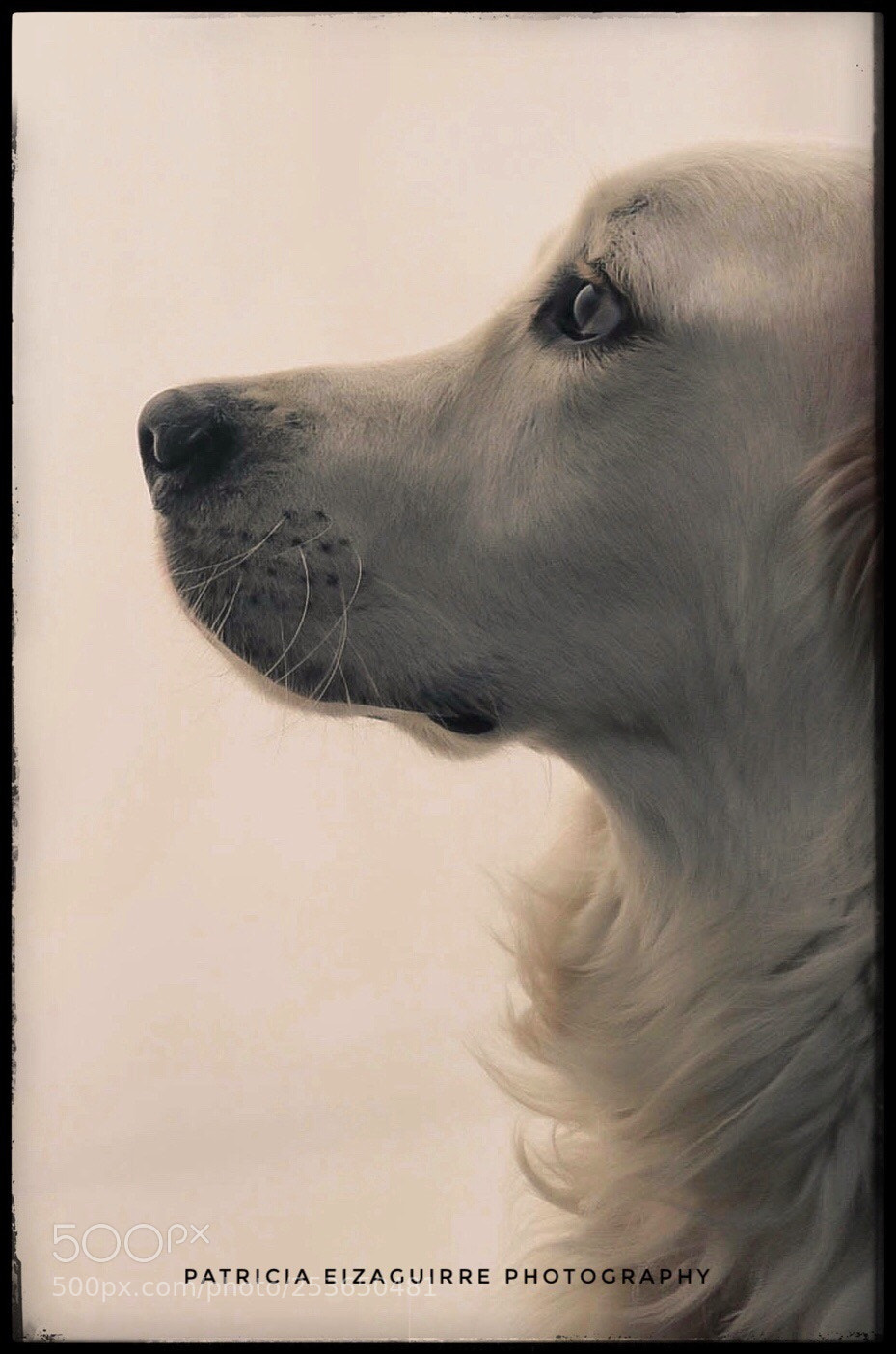 Nikon D610 sample photo. Tango photography