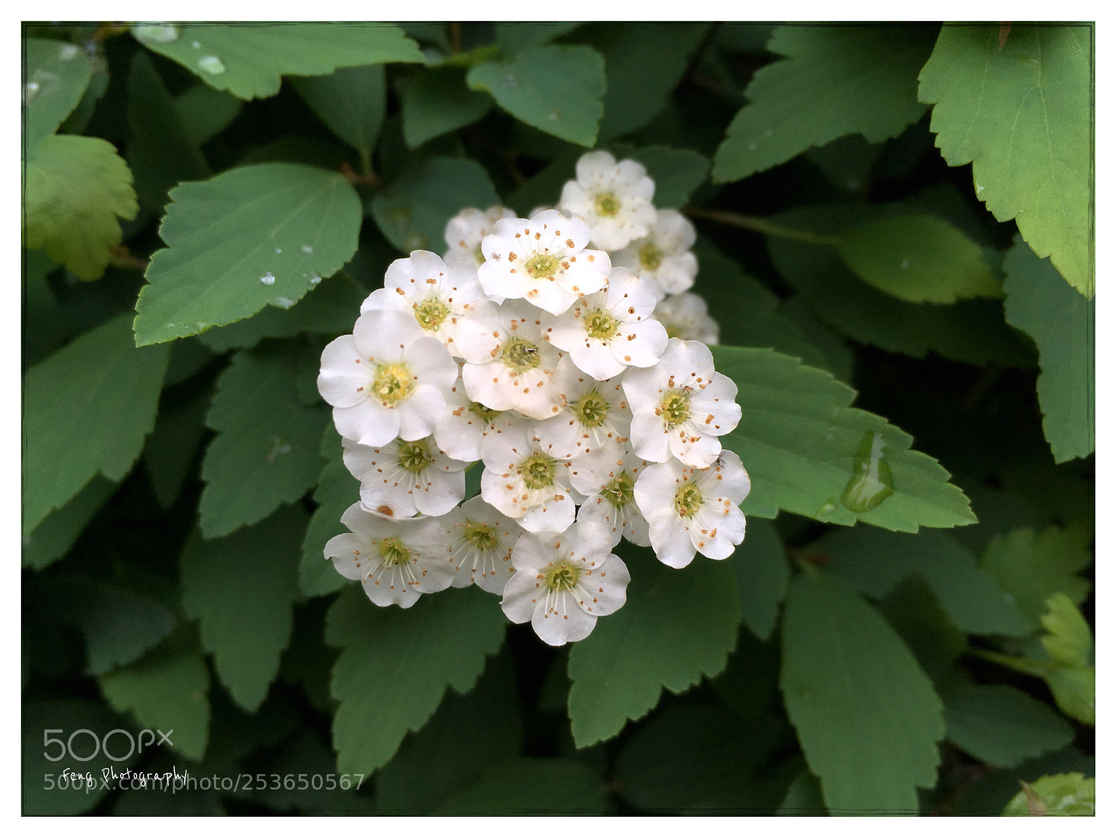 Apple iPhone SE sample photo. 簇拥的白色花朵 photography