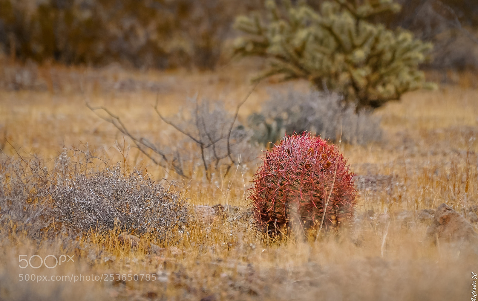 Nikon D5000 sample photo. Red in the desert photography