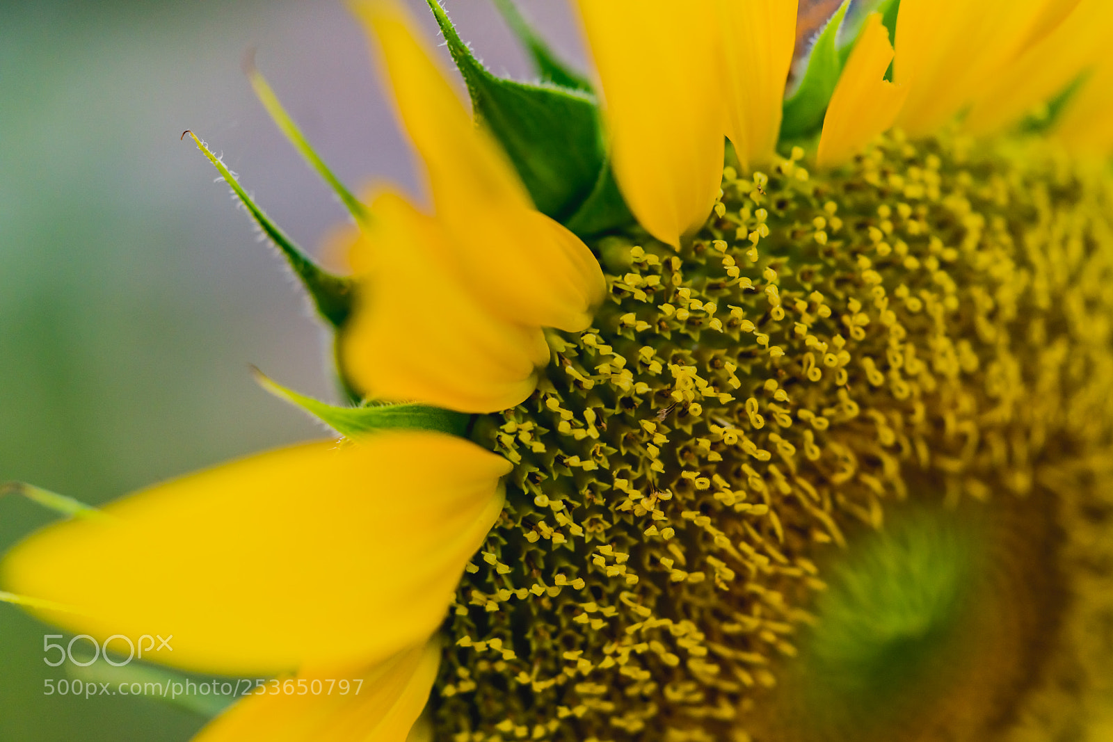 Sony a7R III sample photo. Sunflower macro photography