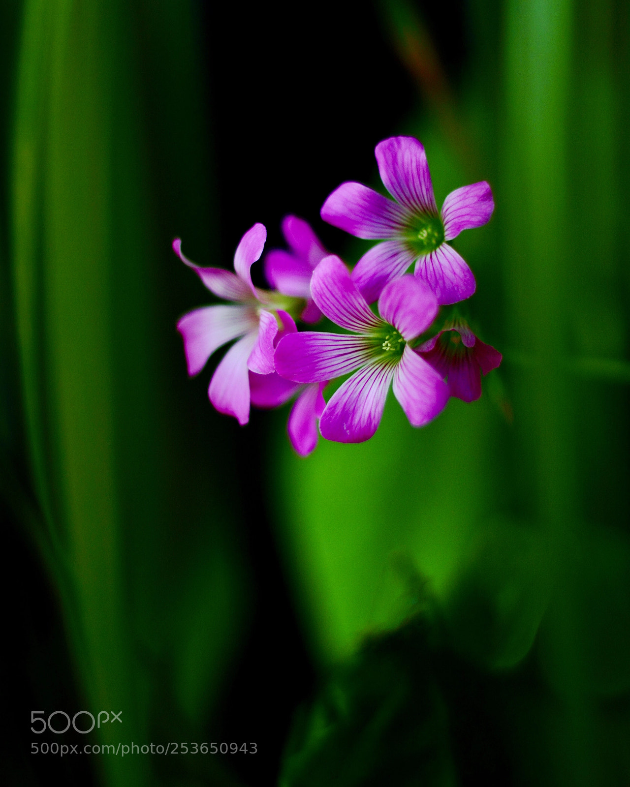 Canon EOS 7D sample photo. Untitled photography