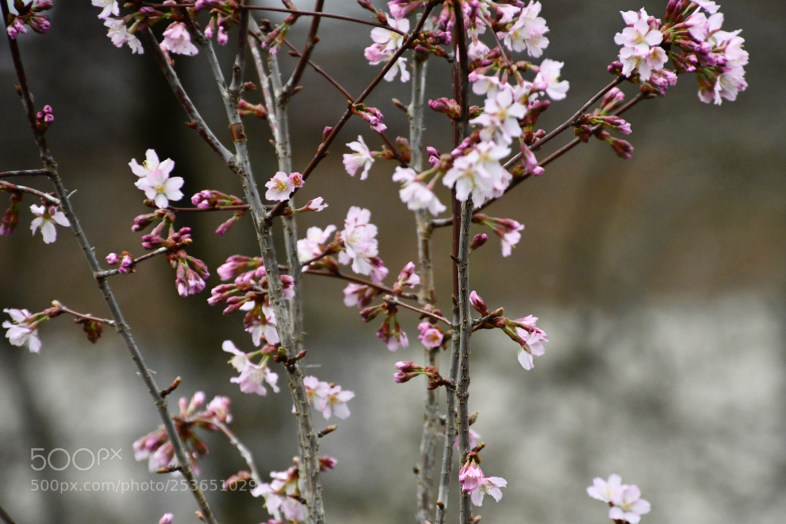 Nikon D7500 sample photo. Cherry buds photography