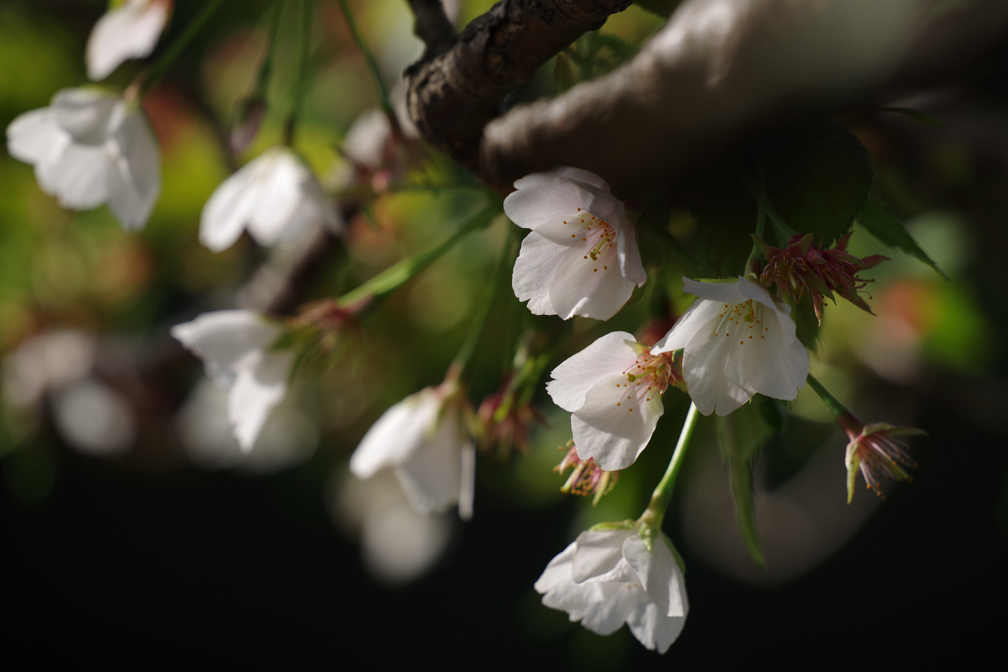 Pentax K-70 sample photo. Sakura 2018 #22 photography