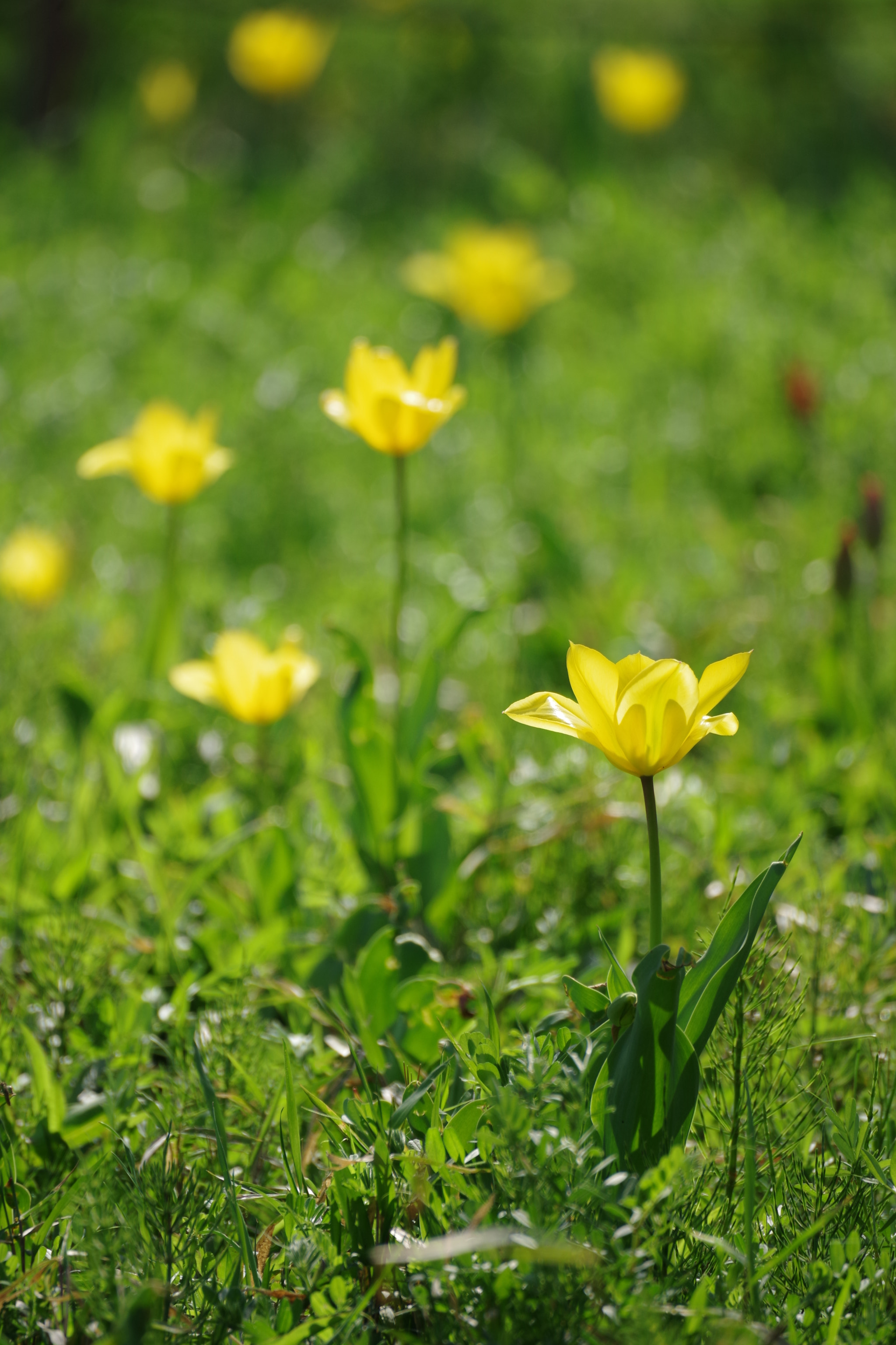 Pentax K-70 sample photo. Tulip 2018 #5 photography