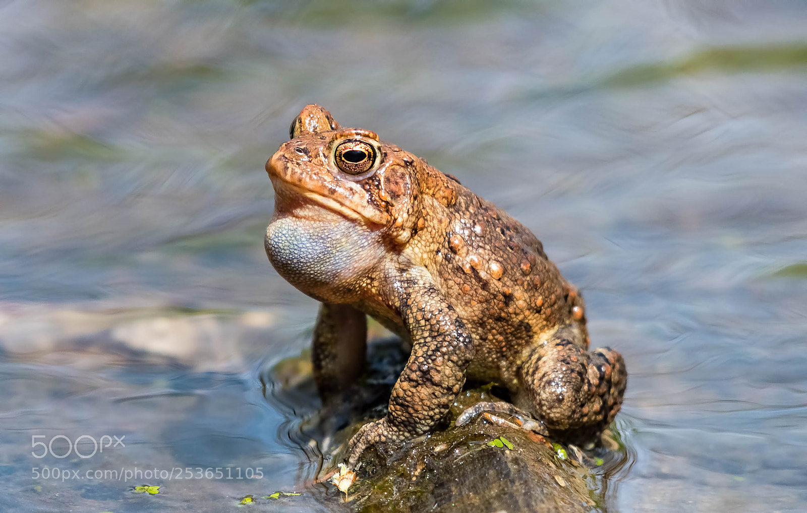 Nikon D500 sample photo. Noisy toad photography