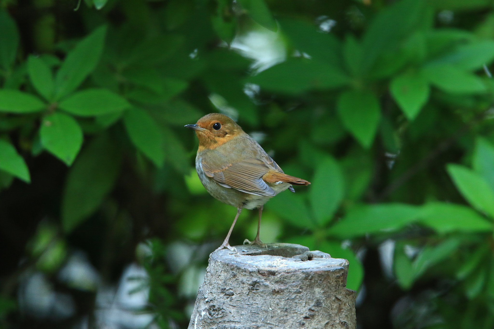 Canon EOS 7D Mark II sample photo. コマドリ ♀ japanese robin photography