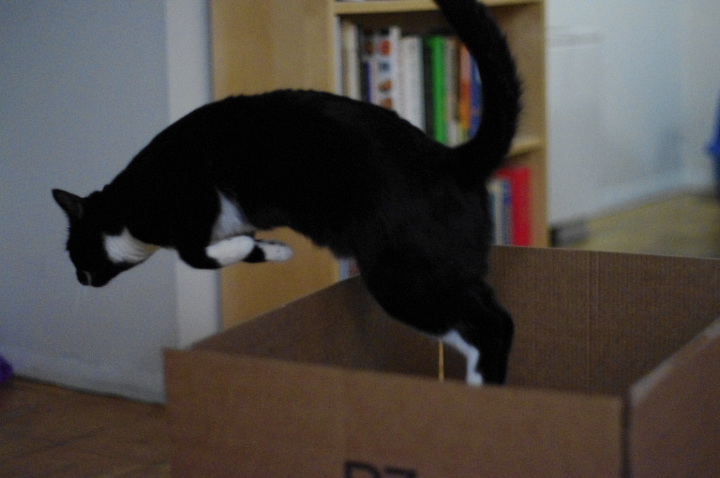 Cat jumping out of box by Nick Fernandez / 500px