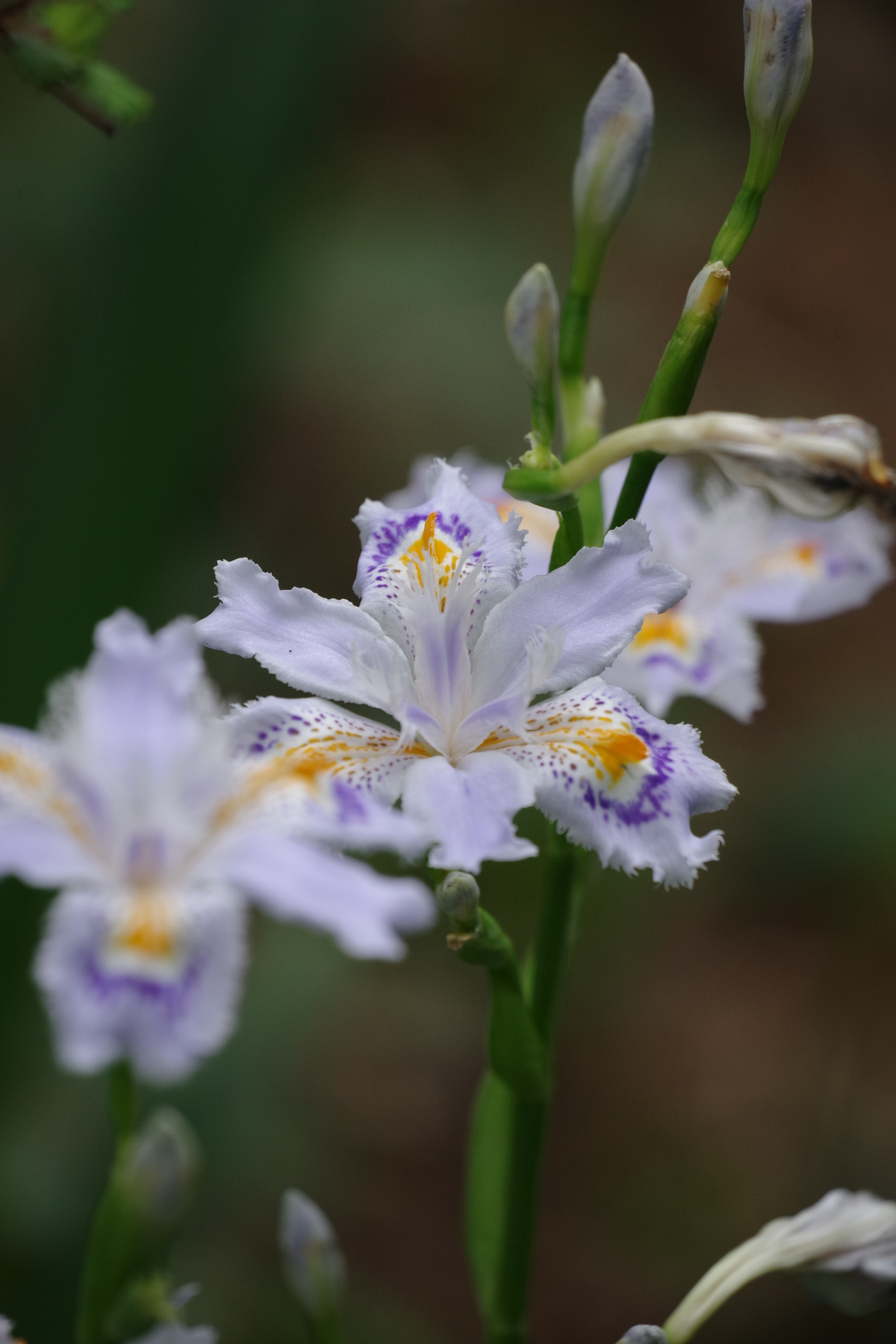 Pentax K-70 sample photo. Iris japonica 2018 #2 photography