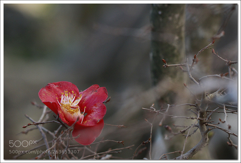 Canon EOS 60D sample photo. 동백꽃 photography