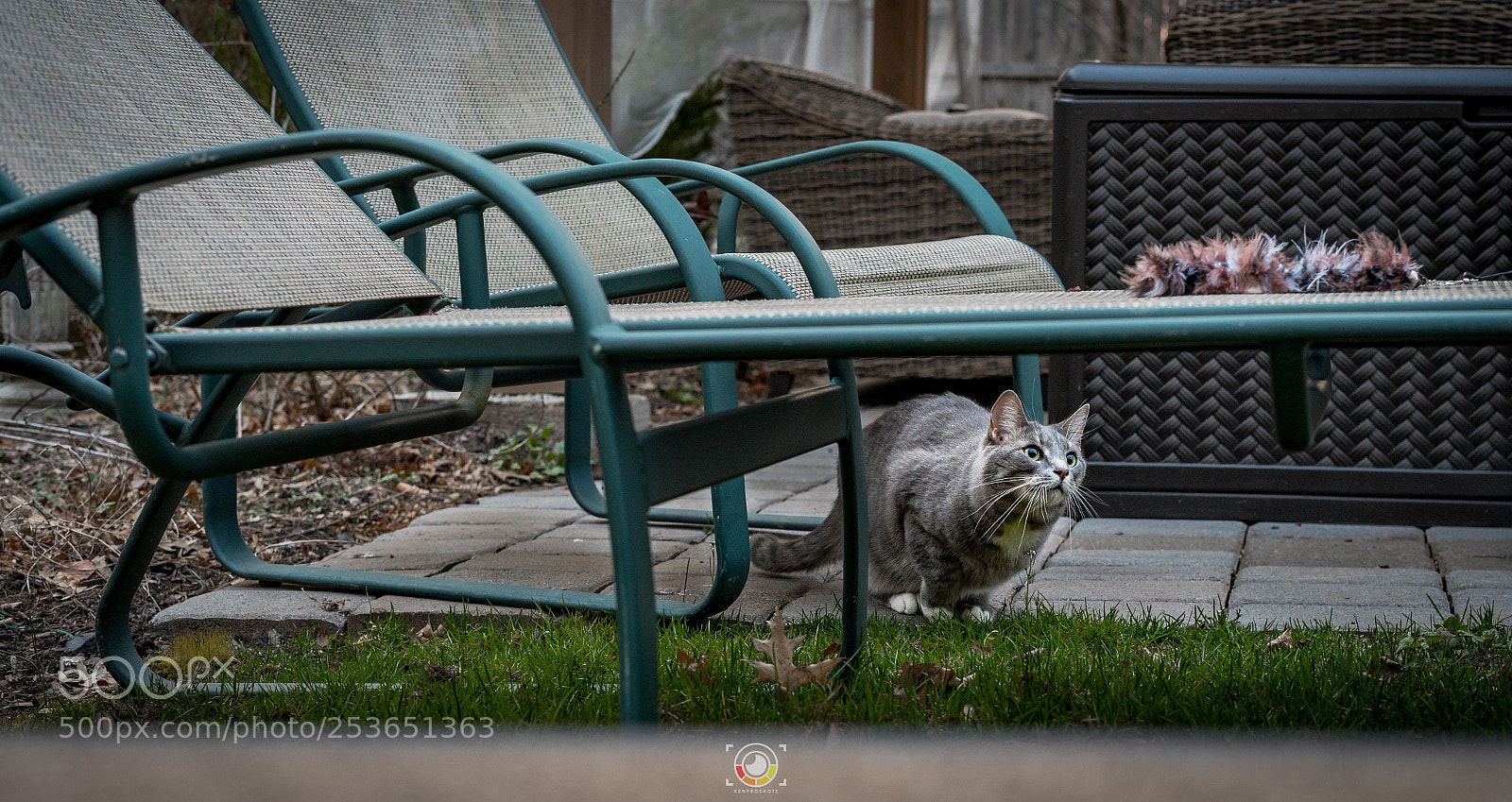 Sony a7 II sample photo. Playful cat photography