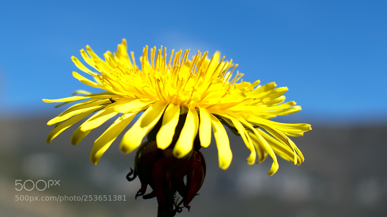 Nikon D5600 sample photo. Dandelion photography