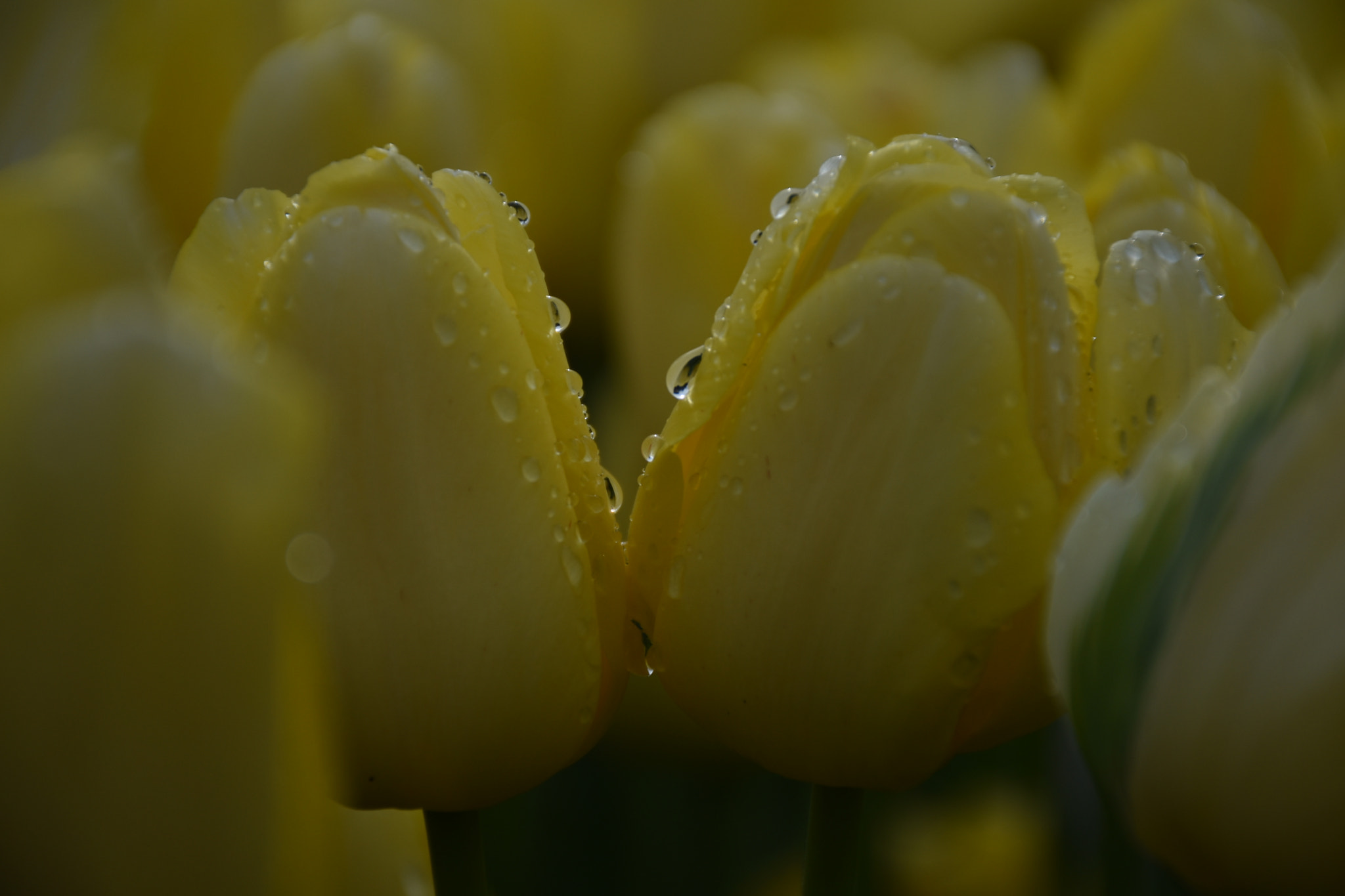 Nikon D5600 sample photo. Together in the rain photography