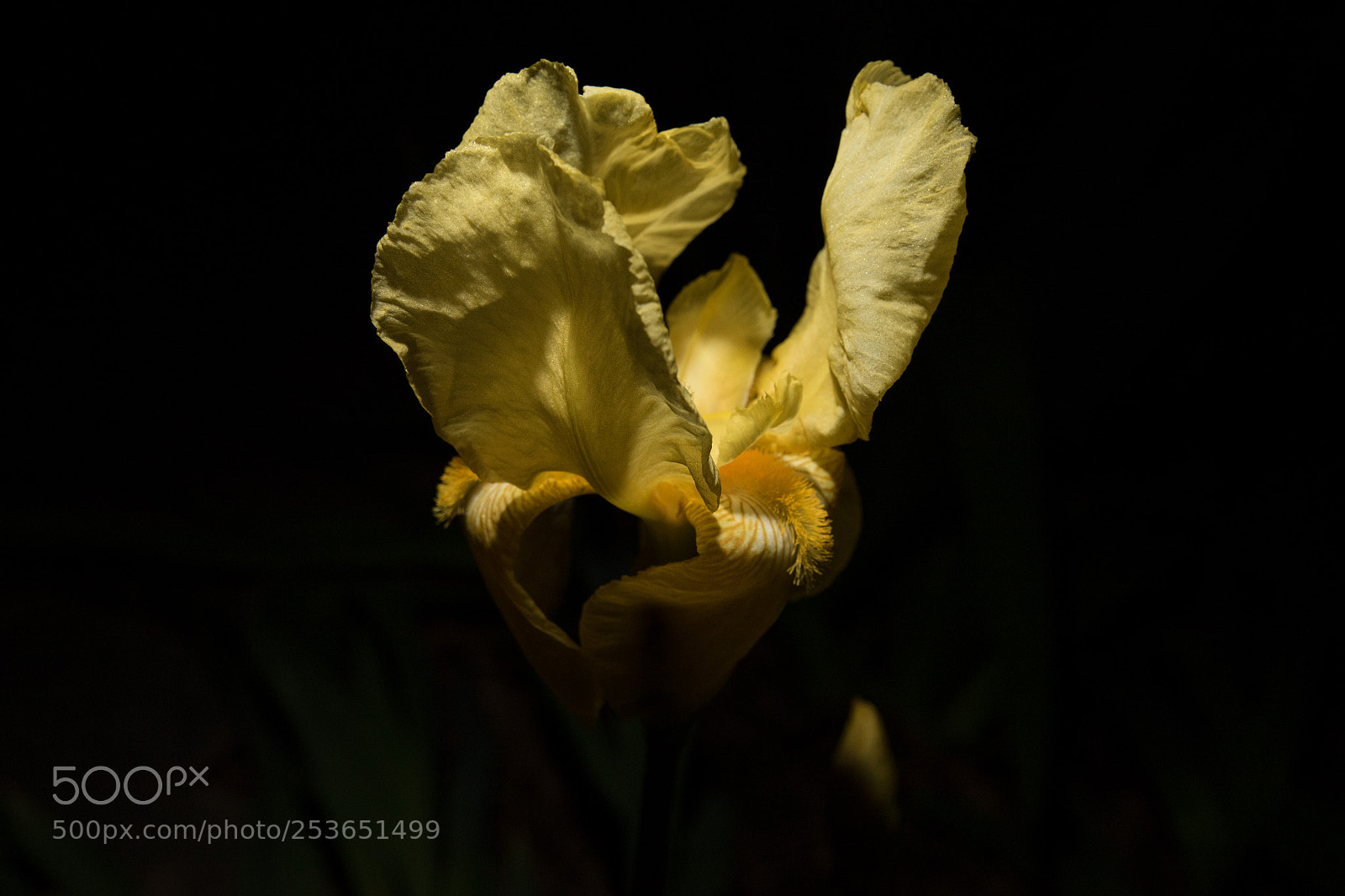 Canon EOS 7D Mark II sample photo. Untitled photography