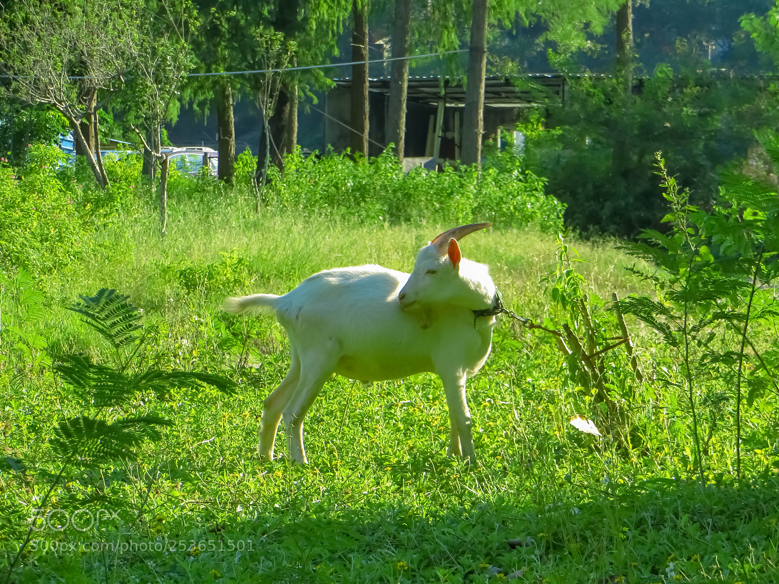 Canon PowerShot SX240 HS sample photo. 小山羊 photography
