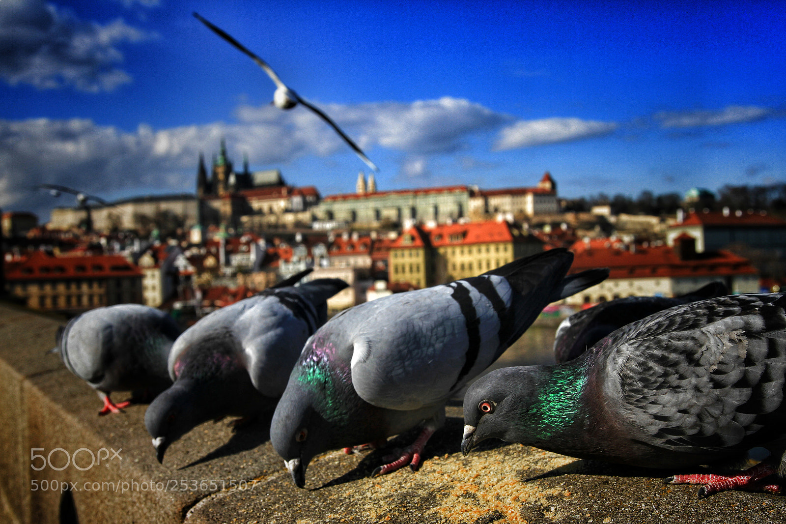 Canon EOS 7D sample photo. Pigeons n prague photography