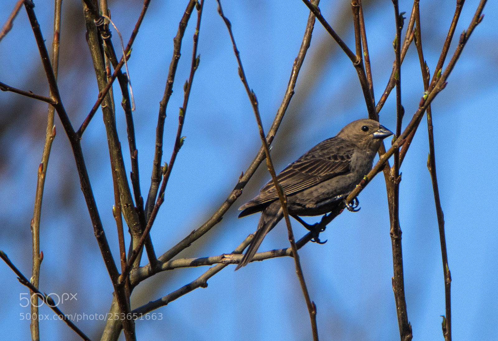 Canon EOS 80D sample photo. Pine grosbeak female photography