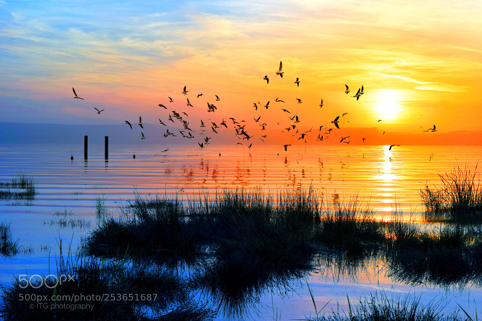 Nikon D5300 sample photo. Birds at sunset photography