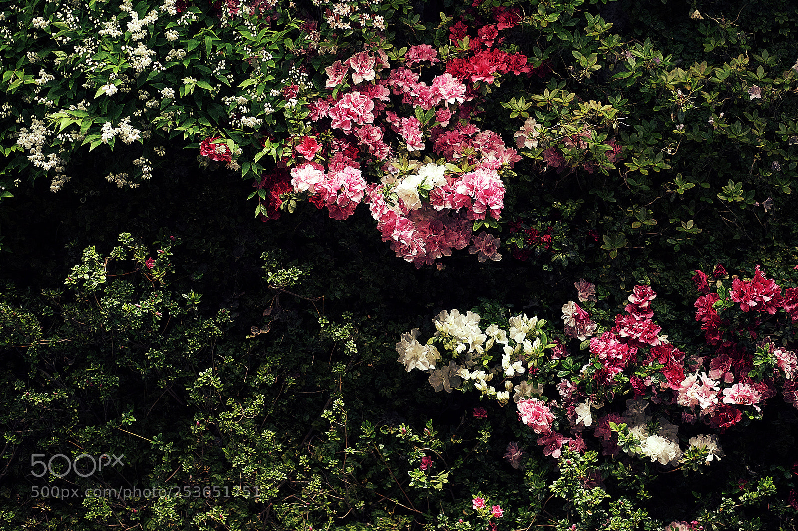 Sony a7 sample photo. Flowers photography