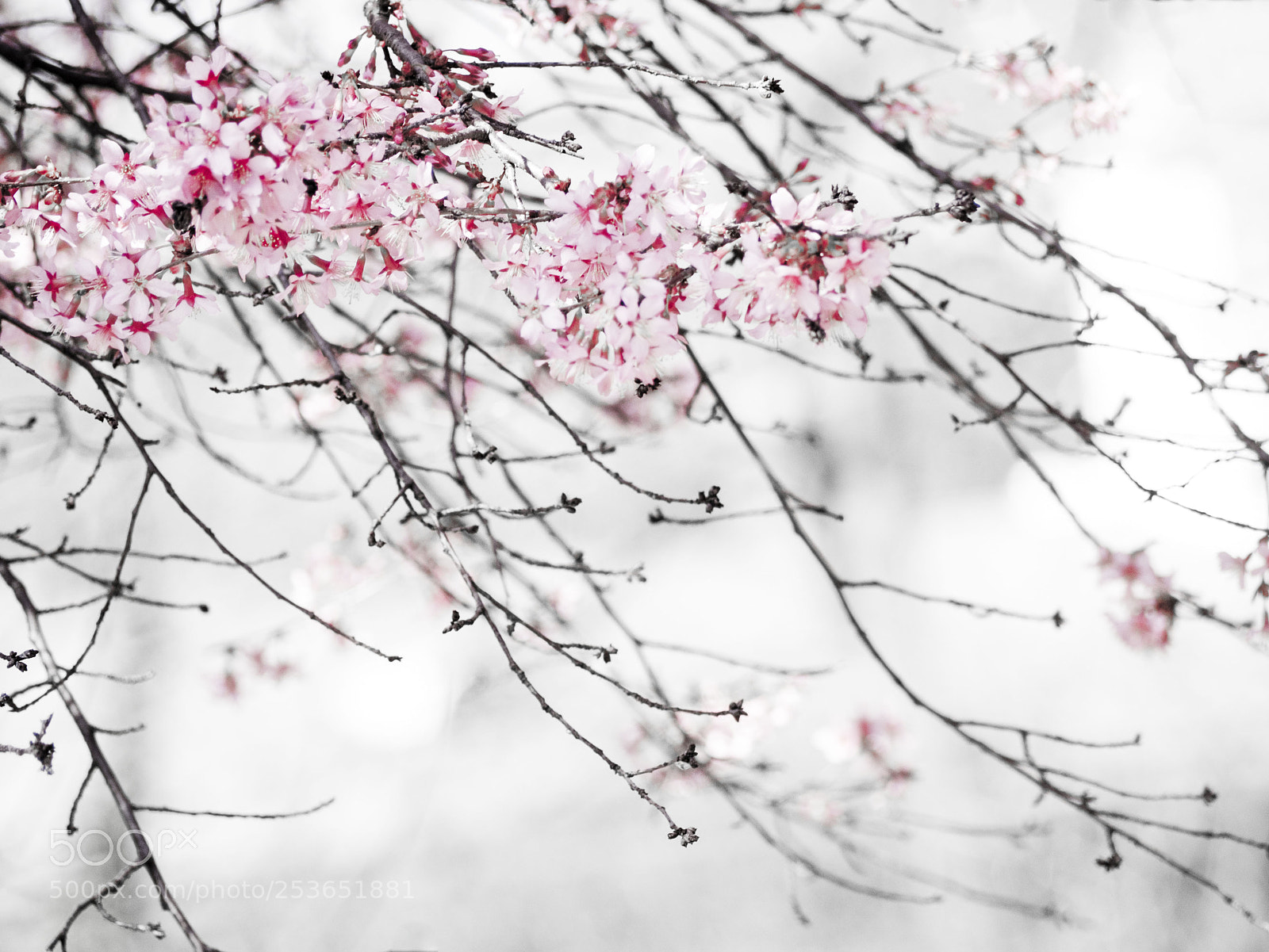 Olympus OM-D E-M1 sample photo. Cherry blossom, maplewood, nj photography