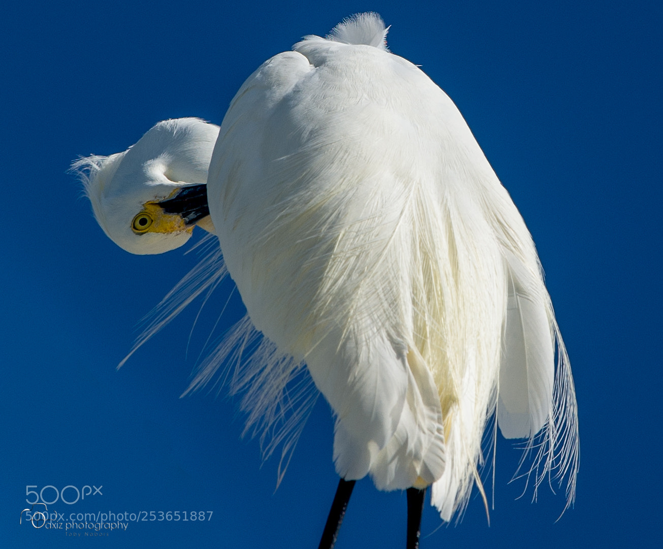 Nikon D610 sample photo. Egret photography