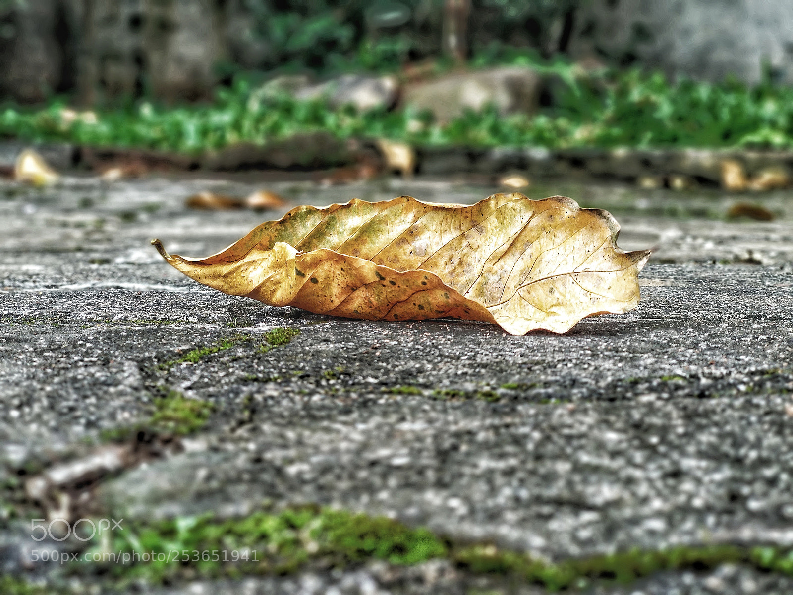 Xiaomi Mi A1 sample photo. Fall photography