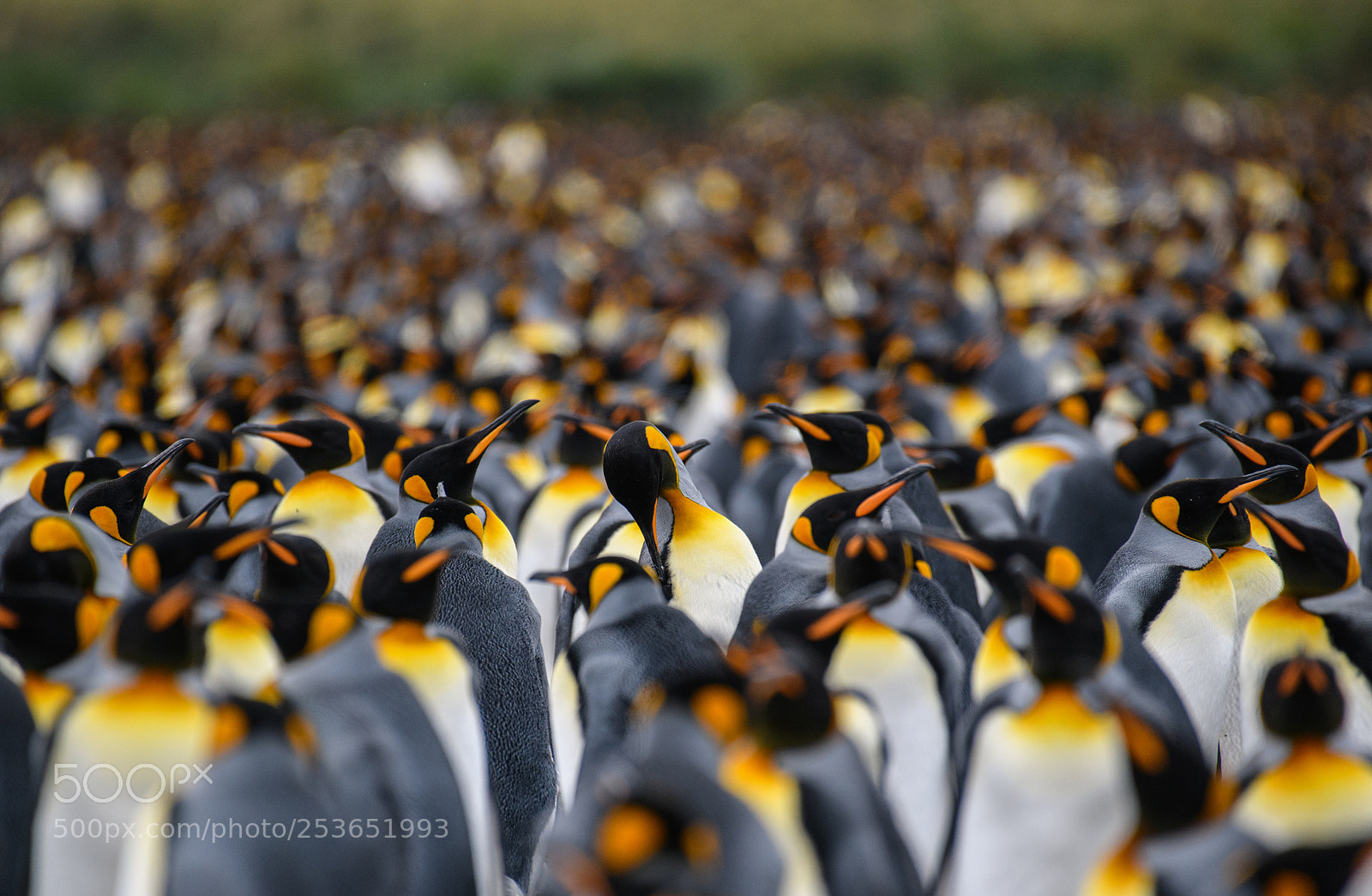 Nikon D850 sample photo. King penguin gathering photography