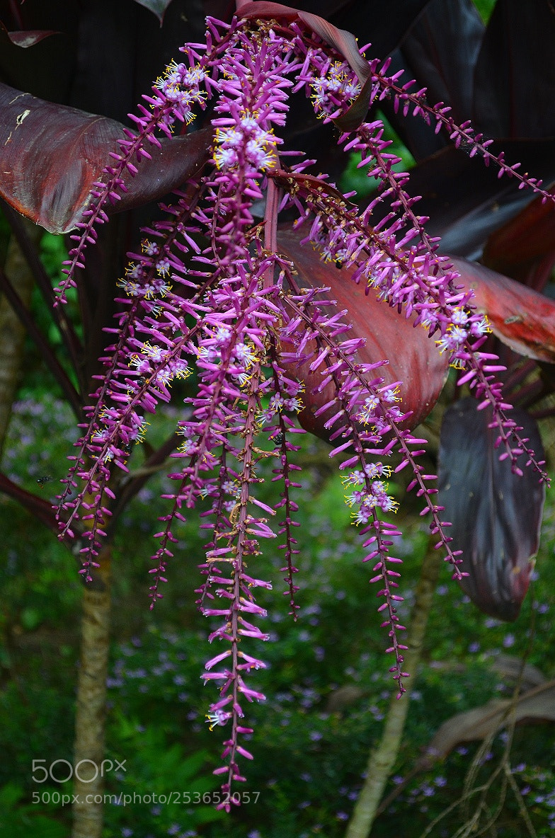 Nikon D5100 sample photo. Untitled photography