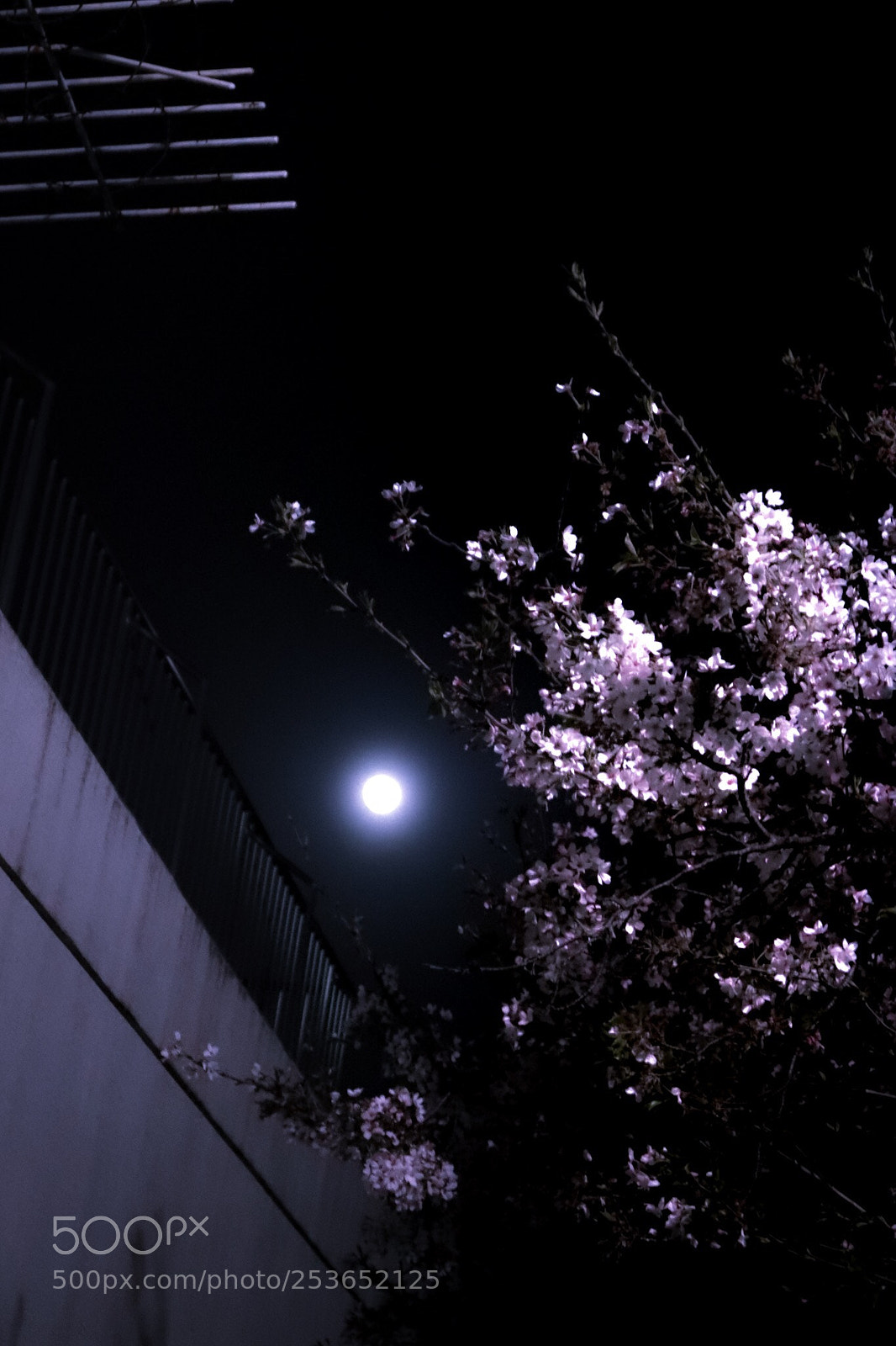 Canon EOS M5 sample photo. Full moon & cherry blossoms photography