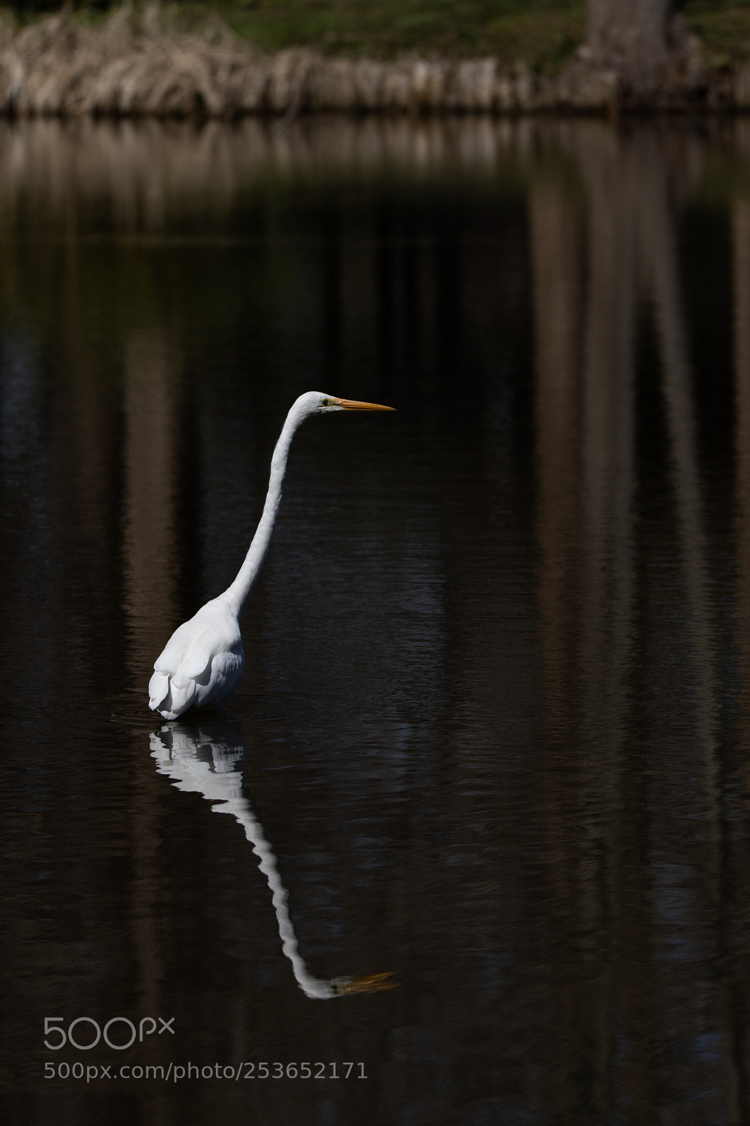 Nikon D500 sample photo. Great egret photography