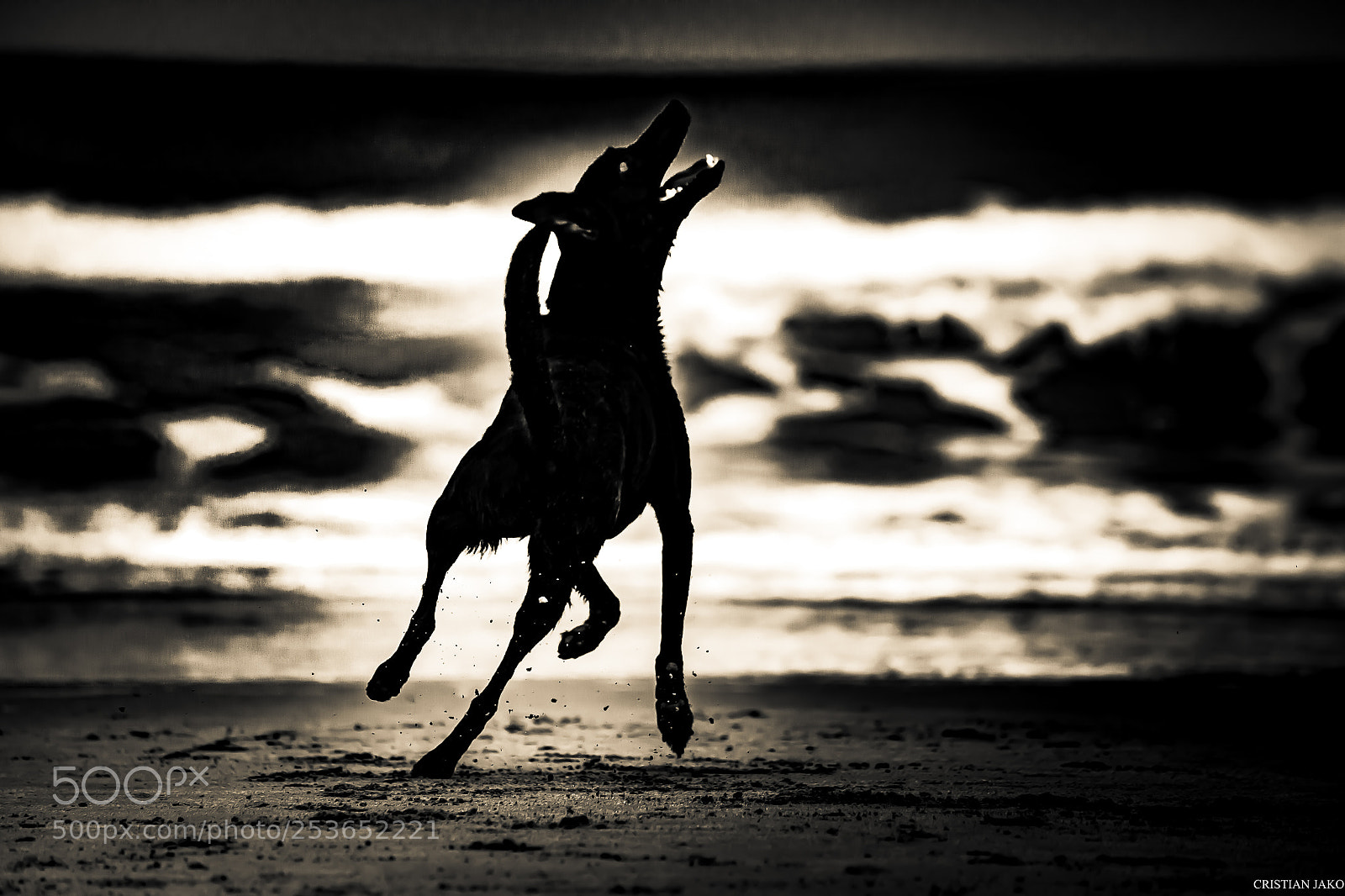Nikon D3100 sample photo. Sea wolf photography